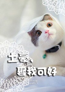 土豪娶我可好